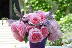 Bienvenue™ - Potted Rose