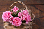 Bienvenue™ - Potted Rose