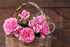 Bienvenue - Potted Rose