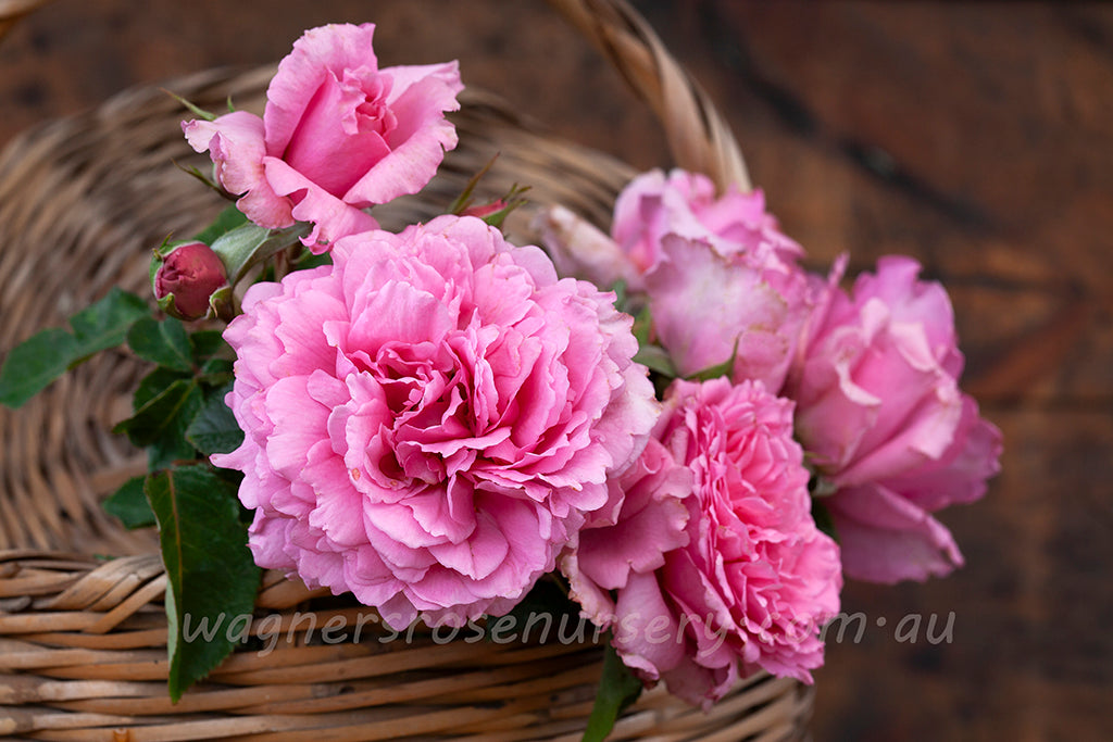Bienvenue - Potted Rose