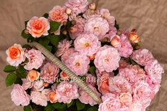 Bordure Nacree