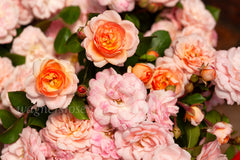Bordure Nacree