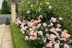 Bordure Nacree