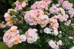 Bordure Nacree