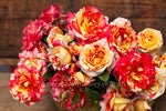 Camille Pissarro™ - Potted 90cm Standard Rose