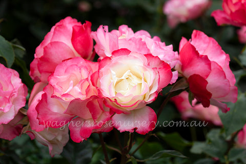 Carmagnole - Potted Rose