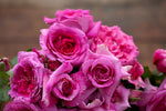 Chartreuse de Parme™ - Potted Rose
