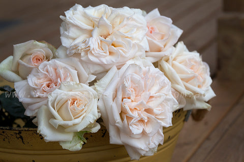 Coeur de Neige - Potted Rose