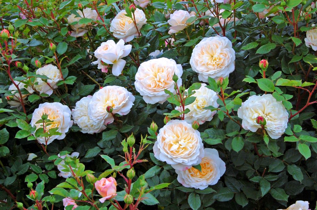 Crocus Rose (Ausquest) - Potted Rose