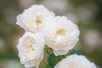 William and Catherine (Ausrapper) - Potted Rose