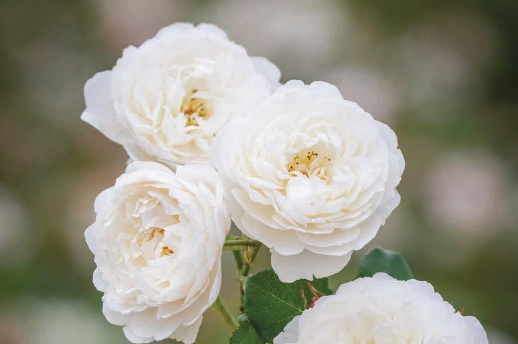 William and Catherine (Ausrapper) - Potted Rose