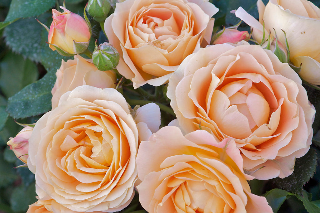 Dolce Vita - Potted Rose | Wagner's Rose Nursery