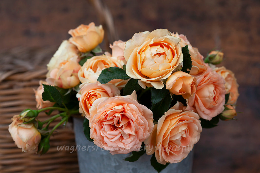 Dolce Vita - Potted Rose | Wagner's Rose Nursery