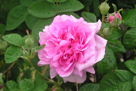 Empress Josephine