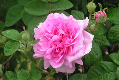 Empress Josephine