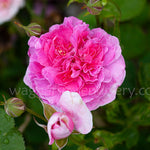 England's Rose (Auslounge)