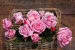 Enrico Caruso™ - Potted Rose