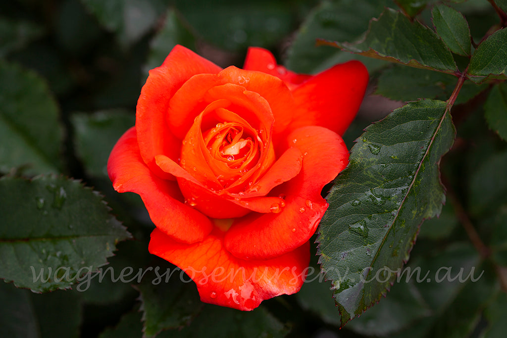 Fearless | Wagner's Rose Nursery