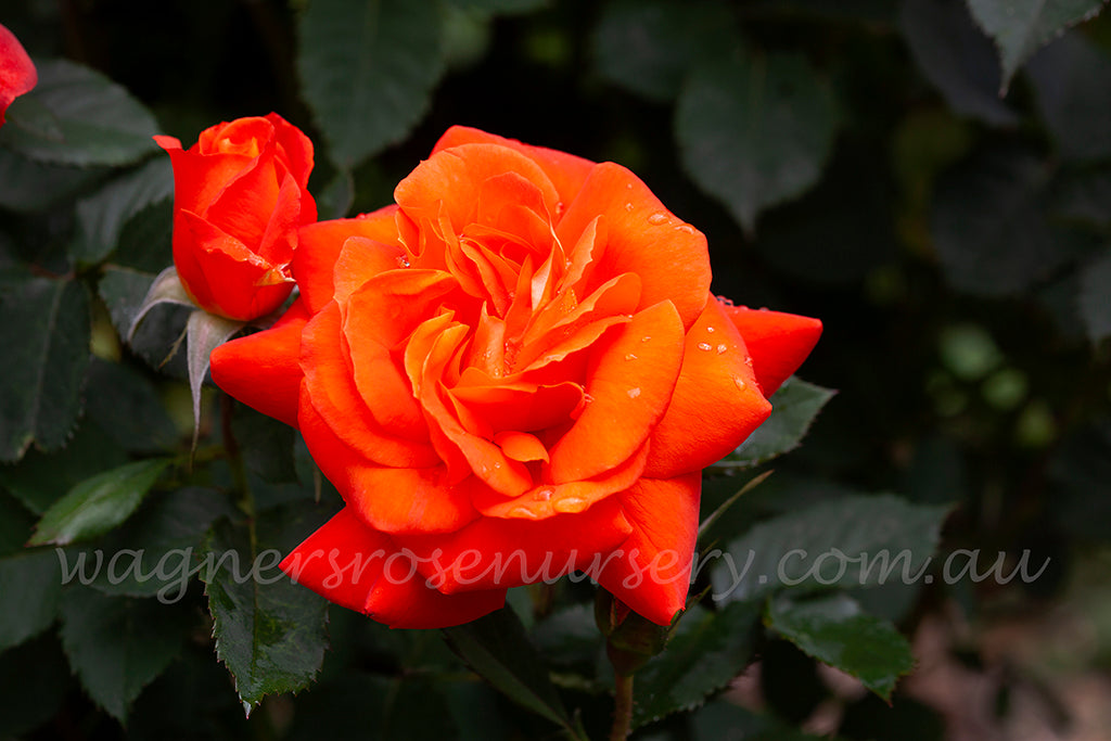 Fearless | Wagner's Rose Nursery