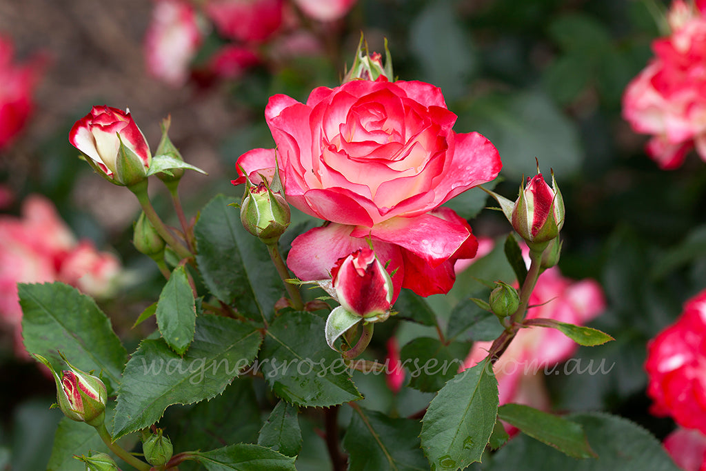 fire and ice rose seeds Fire + Ice™