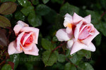 Forevermore™ - Potted Rose