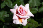 Forevermore™ - Potted Rose