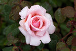Forevermore™ - Potted Rose