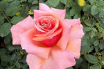 Forevermore™ - Potted Rose