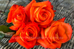 France Libre™ - Potted Rose