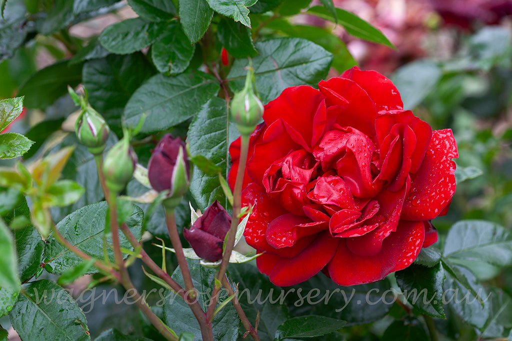 Gallipoli Centenary Rose