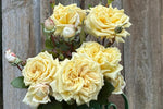 Ginger Treats™ - Potted Rose