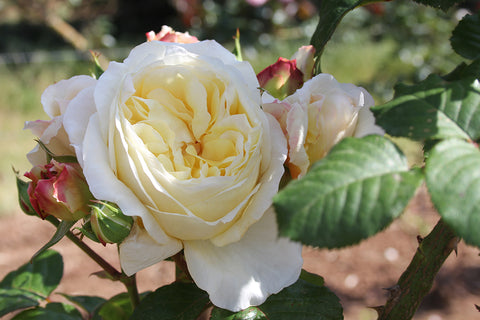 Gold Pierre de Ronsard Clg - Potted Rose
