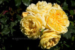 Golden Celebration (Ausgold) - Potted Rose