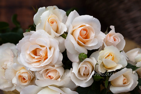 Grand Nord - Potted Rose