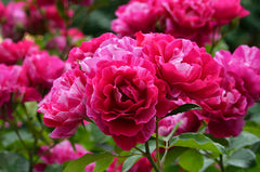 Guy Savoy Clg - Potted Rose