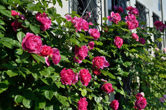 Guy Savoy Clg - Potted Rose