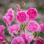 Harlow Carr (Aushouse)