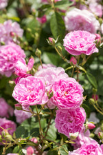 Harlow Carr (Aushouse)