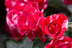 Henri Matisse - Potted 90cm Standard Rose