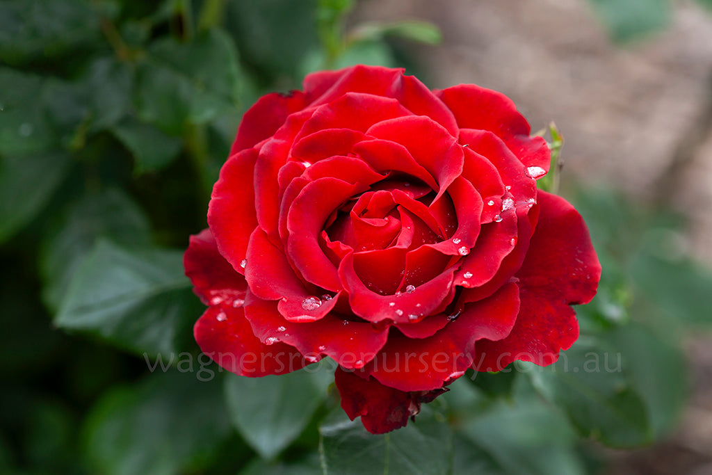 Homage to Barbara™ - 60cm/2ft standard