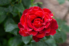 Homage to Barbara™ - Potted Rose