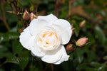 Iceberg - Potted Rose