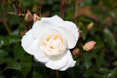 Iceberg - Potted Rose
