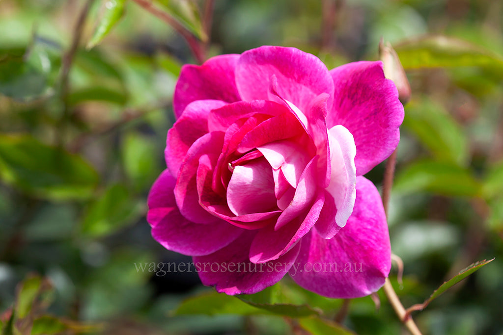 Iceberg Brilliant Pink - Potted 90cm Standard Rose