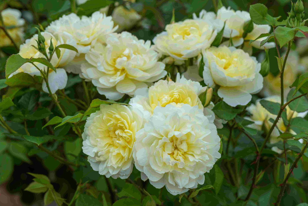 Imogen (Austritch) - Potted Rose