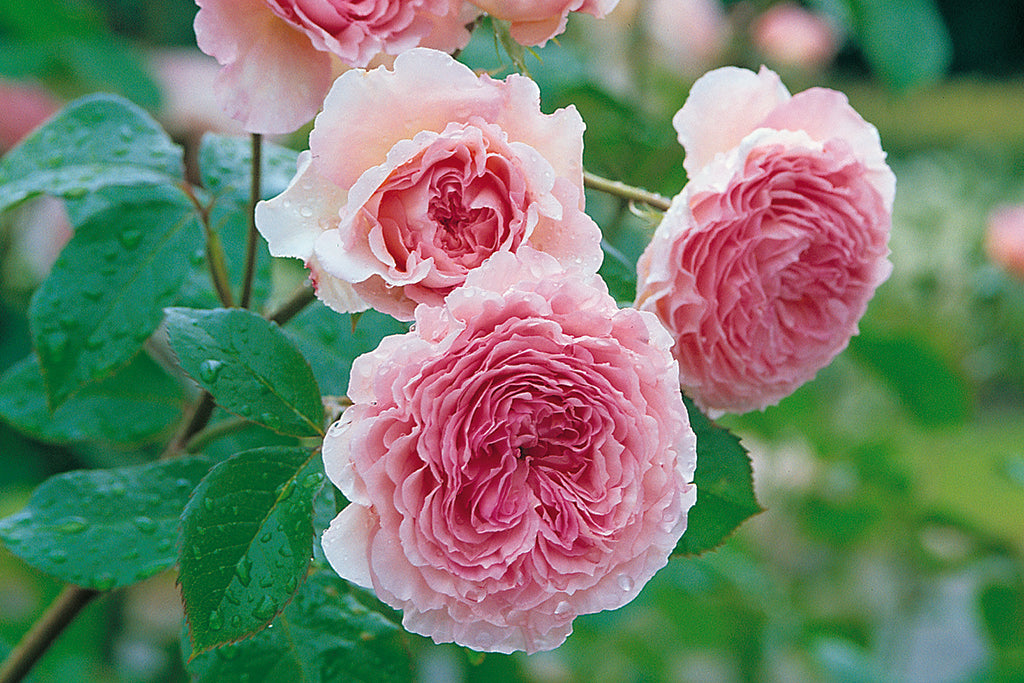 James Galway™ Clg (Auscrystal) - Potted Rose