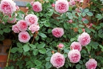 James Galway™ Clg (Auscrystal) - Potted Rose
