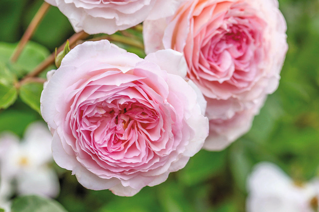 James Galway™ Clg (Auscrystal) - Potted Rose