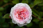 James Galway™ Clg (Auscrystal) - Potted Rose