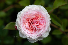 James Galway™ Clg (Auscrystal)